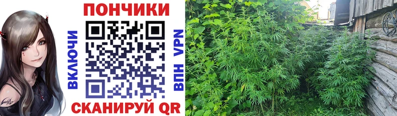 где купить наркоту  Гаджиево  Канабис LSD WEED 